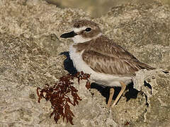 Wilson's Plover