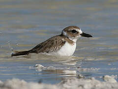 Wilson's Plover