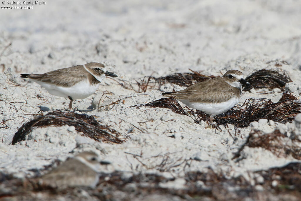 Wilson's Ploveradult post breeding, habitat