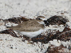 Wilson's Plover