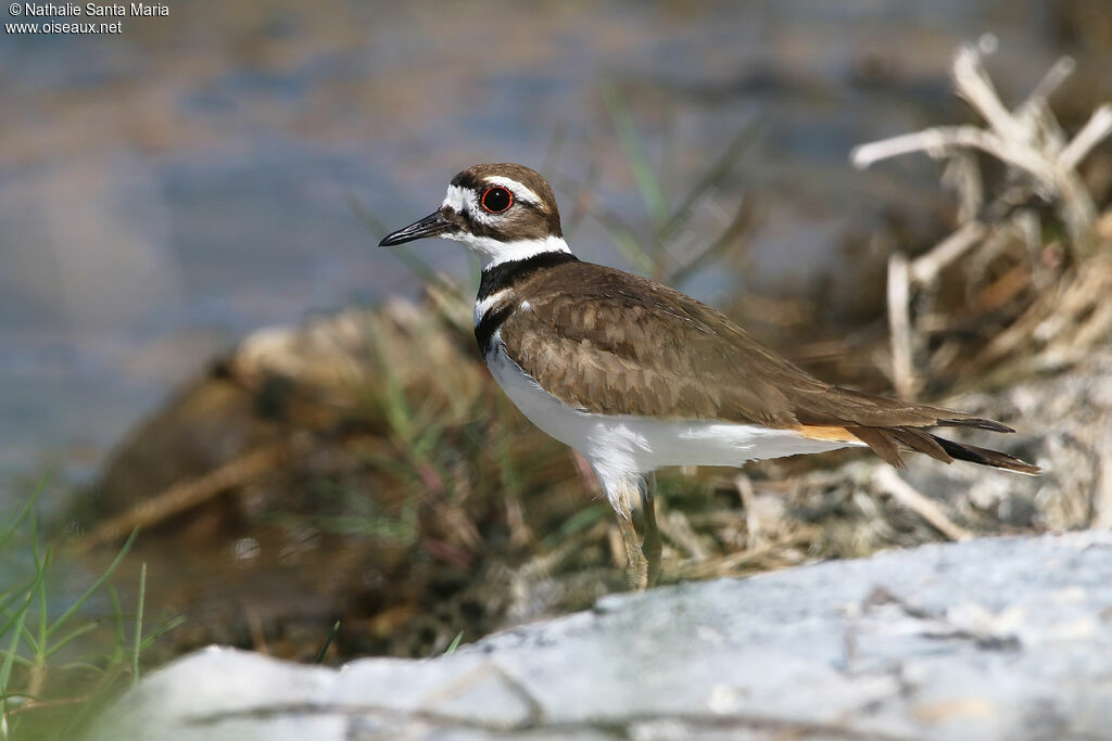 Killdeeradult, identification