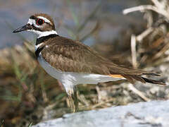 Killdeer