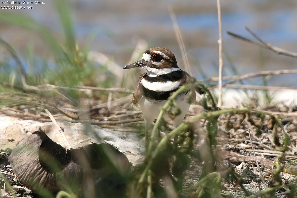 Killdeeradult, identification