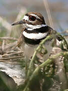 Killdeer