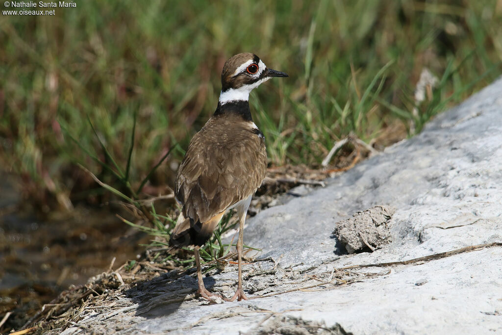 Killdeeradult, identification