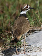 Killdeer