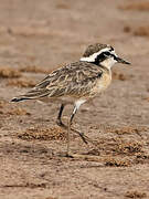 Kittlitz's Plover