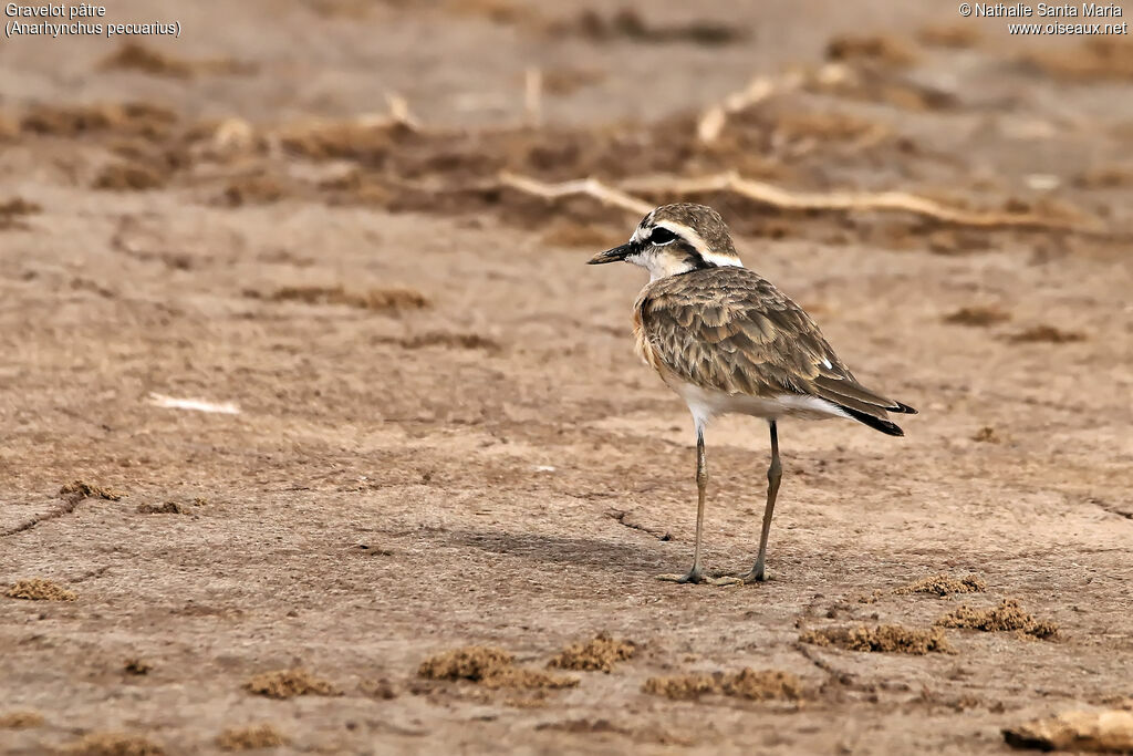 Kittlitz's Ploveradult breeding, identification