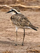 Kittlitz's Plover