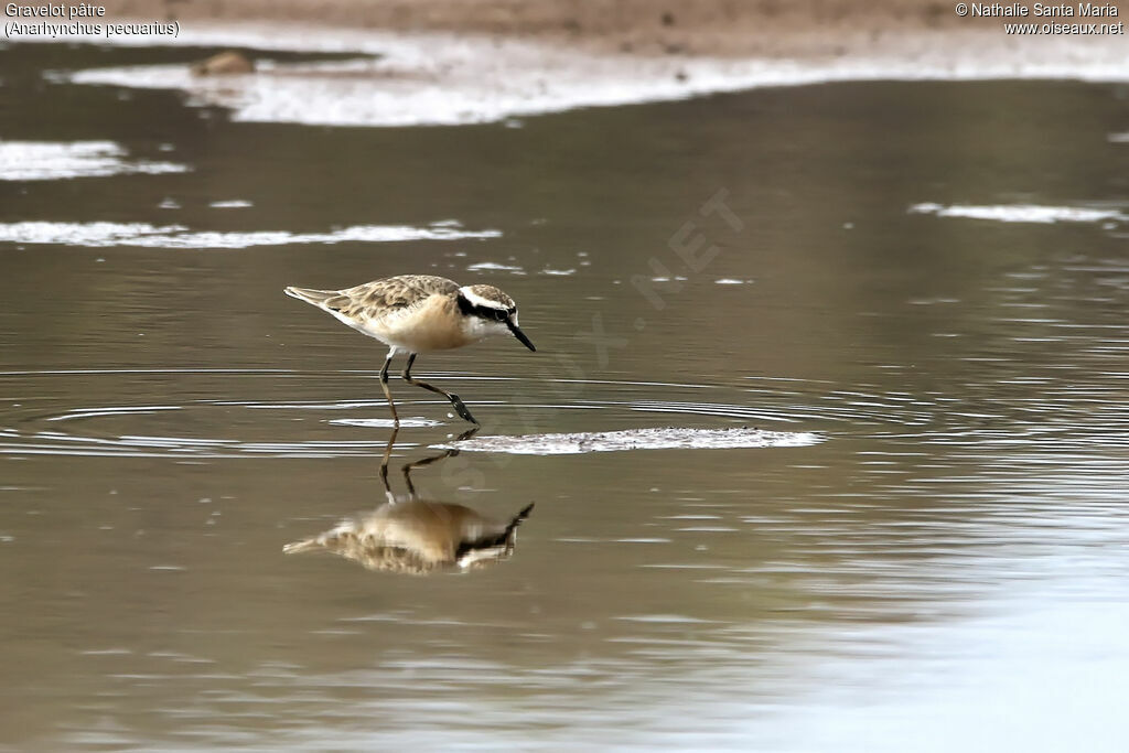 Gravelot pâtreadulte nuptial, identification, habitat, marche