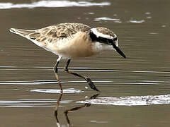 Kittlitz's Plover