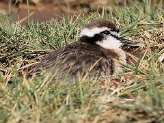 Kittlitz's Plover