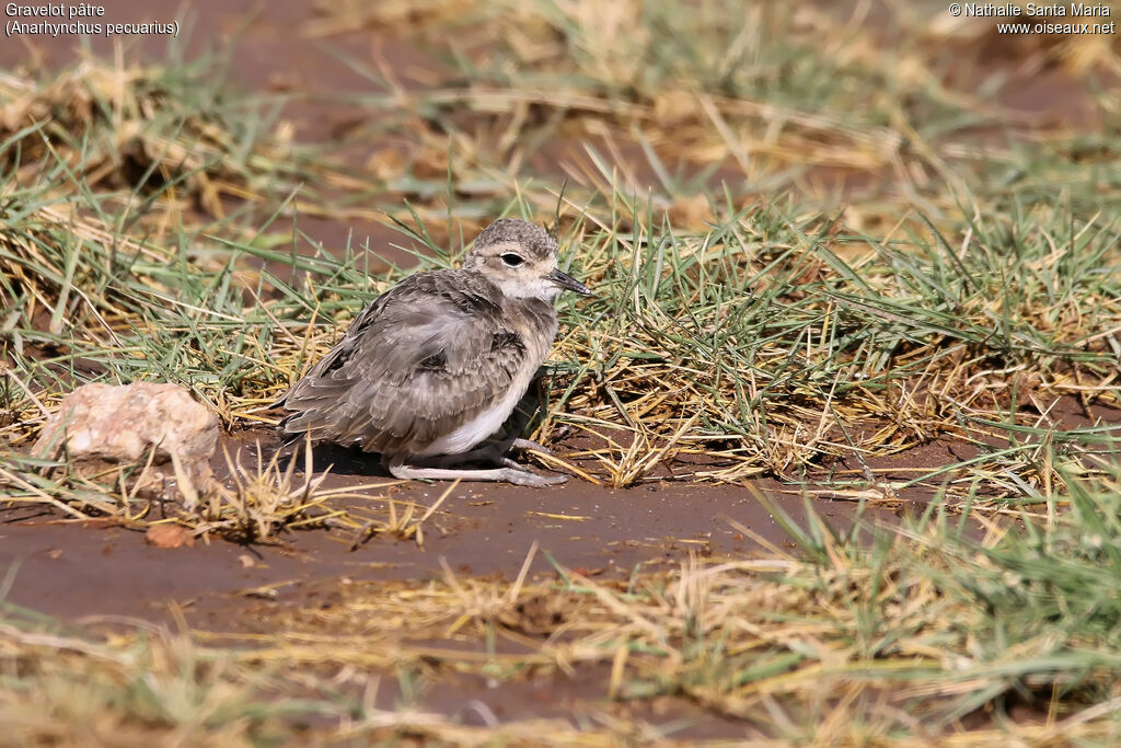 Gravelot pâtrePoussin