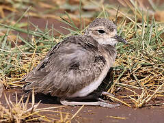 Kittlitz's Plover