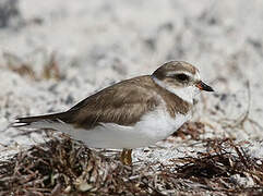 Semipalmated Plover