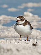 Semipalmated Plover