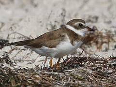 Semipalmated Plover