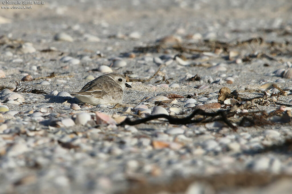 Piping Ploveradult post breeding, identification