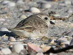 Piping Plover