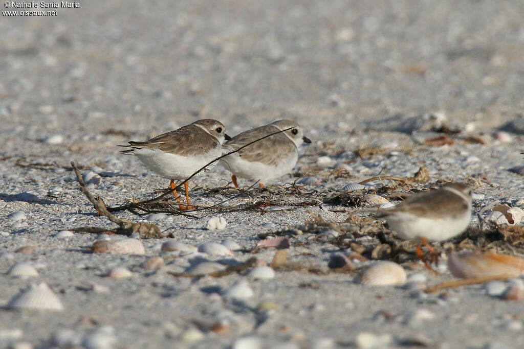 Piping Plover, identification, walking