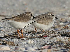 Piping Plover