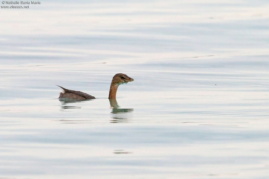 Pied-billed Grebeimmature, identification, swimming