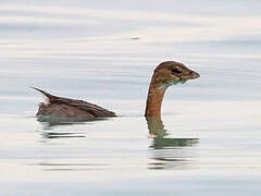 Pied-billed Grebe