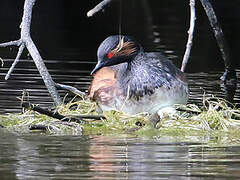 Black-necked Grebe