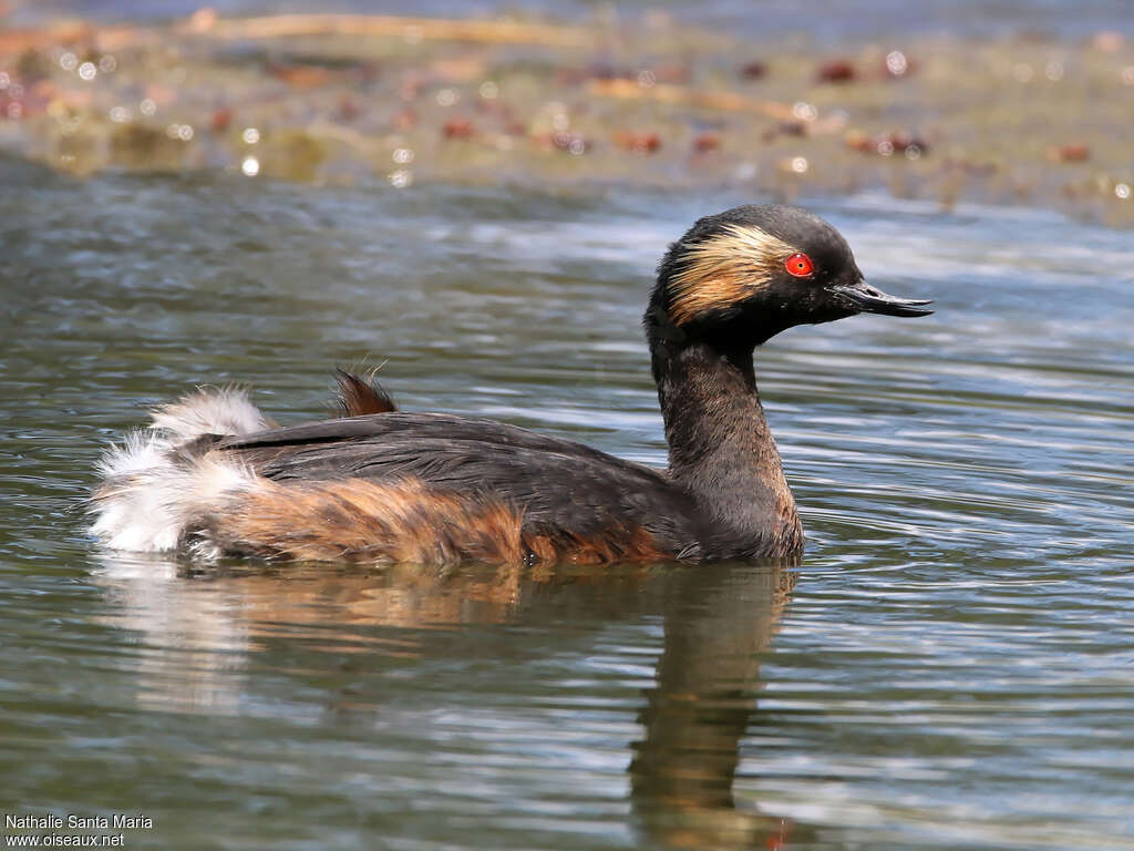 Black-necked Grebeadult breeding, close-up portrait, swimming, Behaviour