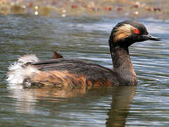 Black-necked Grebe