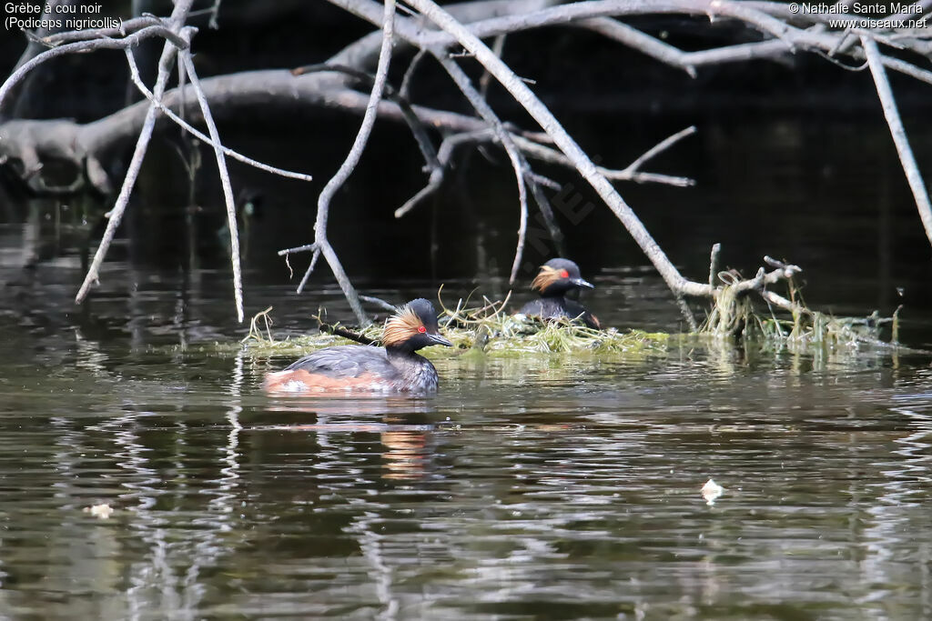 Black-necked Grebeadult, habitat, Reproduction-nesting