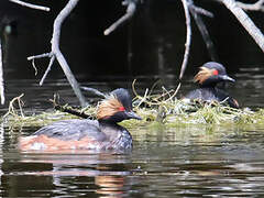 Black-necked Grebe