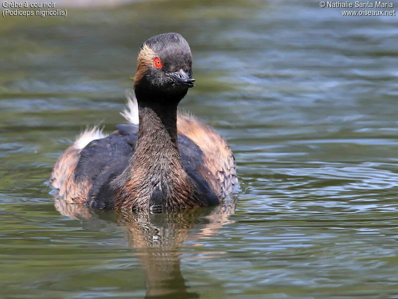 Black-necked Grebeadult breeding, identification, swimming, Behaviour
