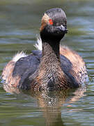 Black-necked Grebe