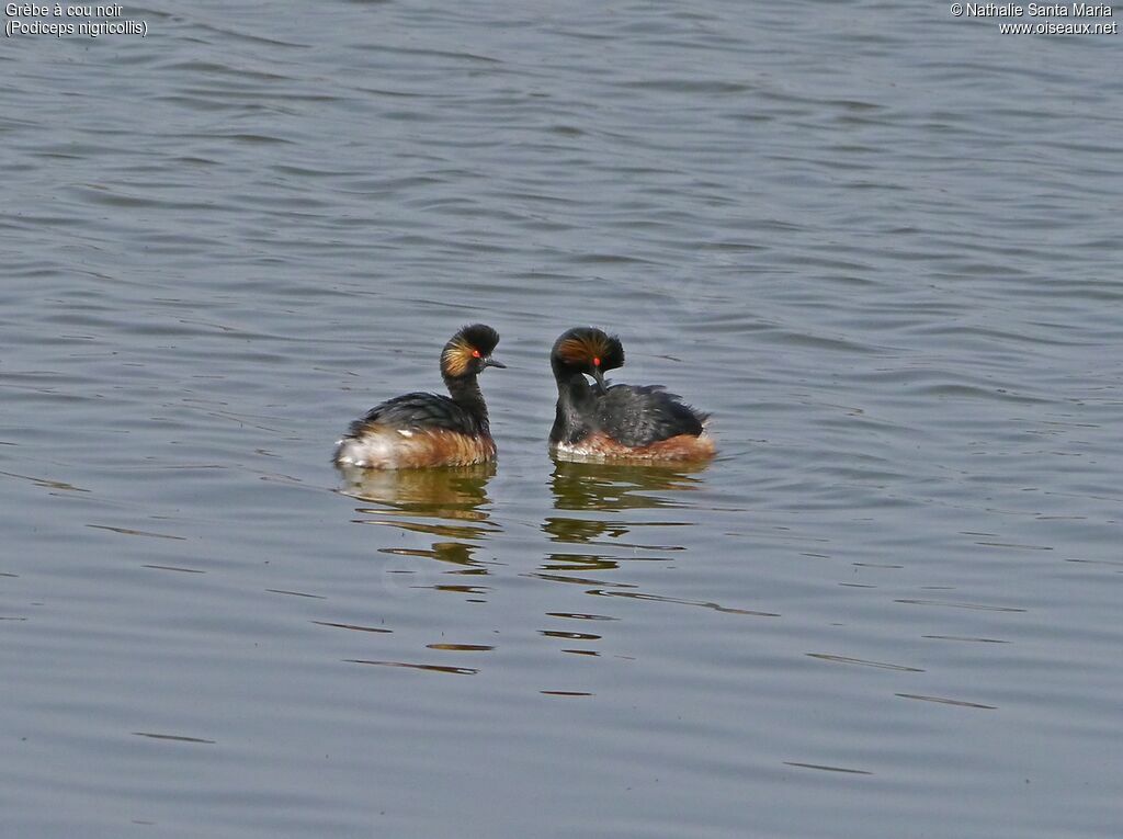 Black-necked Grebeadult breeding, swimming, courting display