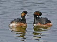 Black-necked Grebe