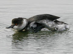 Black-necked Grebe