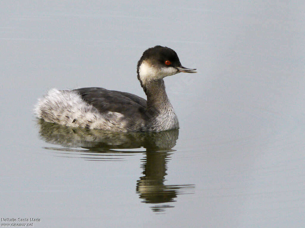 Black-necked Grebeadult post breeding, identification