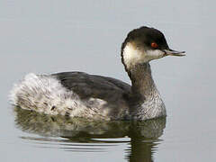 Black-necked Grebe