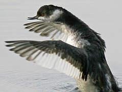 Black-necked Grebe