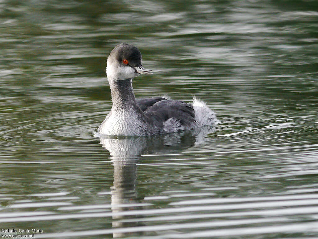 Black-necked Grebeadult post breeding, swimming