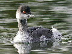 Black-necked Grebe