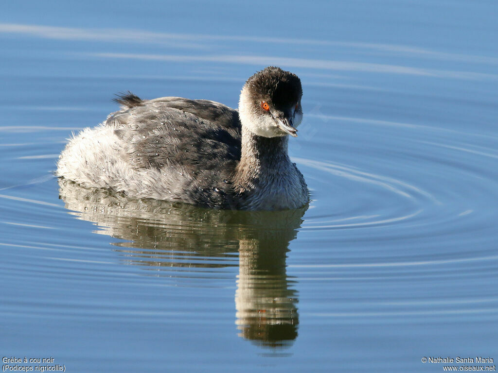 Black-necked Grebeadult post breeding, identification