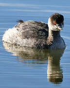 Black-necked Grebe