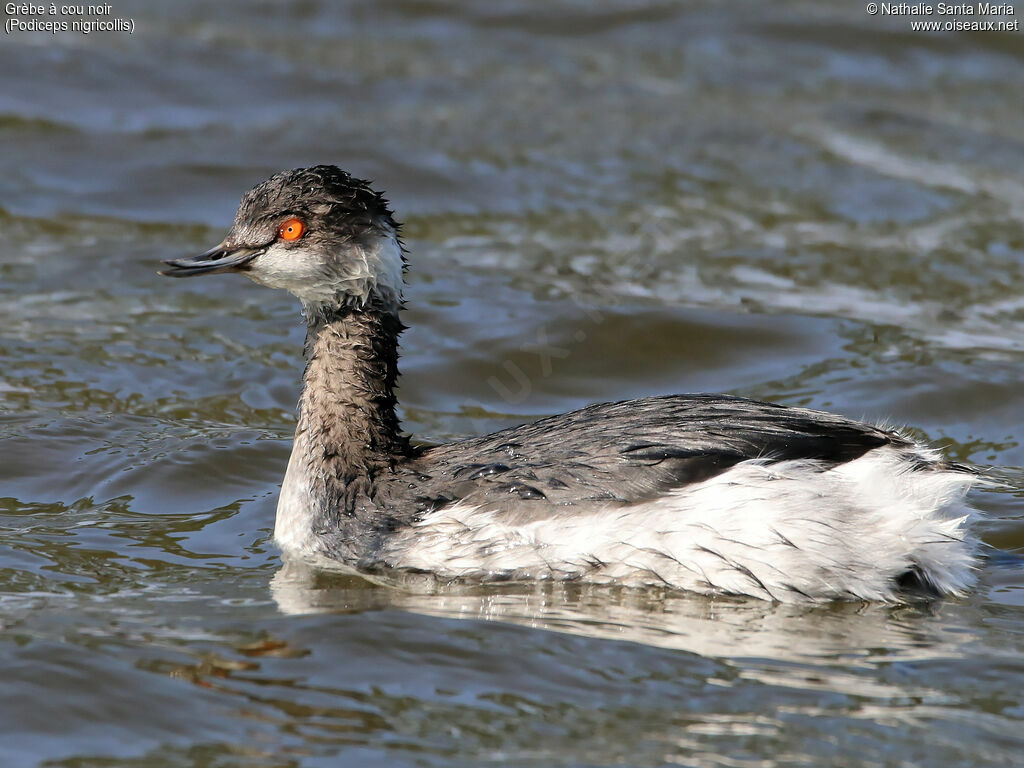 Black-necked Grebeadult post breeding, identification, habitat, swimming, Behaviour