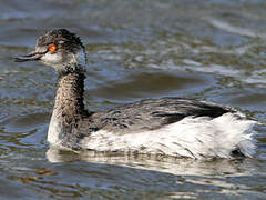 Black-necked Grebe