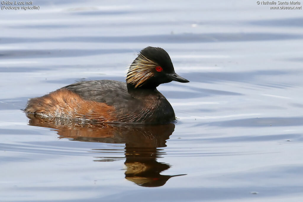 Black-necked Grebeadult breeding, identification, swimming, Reproduction-nesting