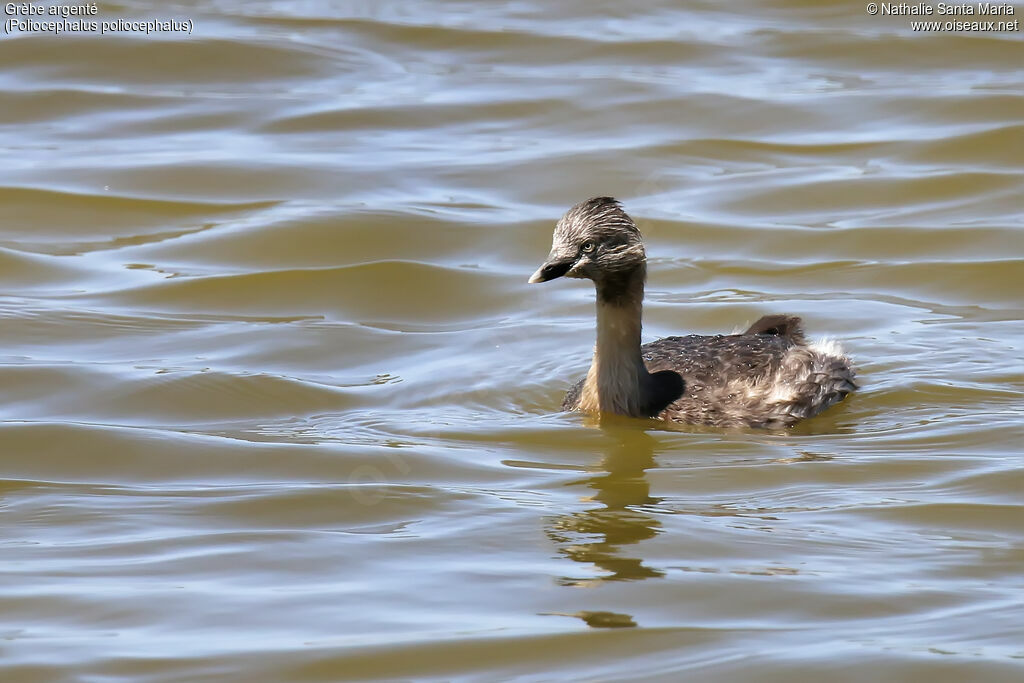 Hoary-headed Grebeadult breeding, identification, swimming