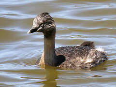 Hoary-headed Grebe