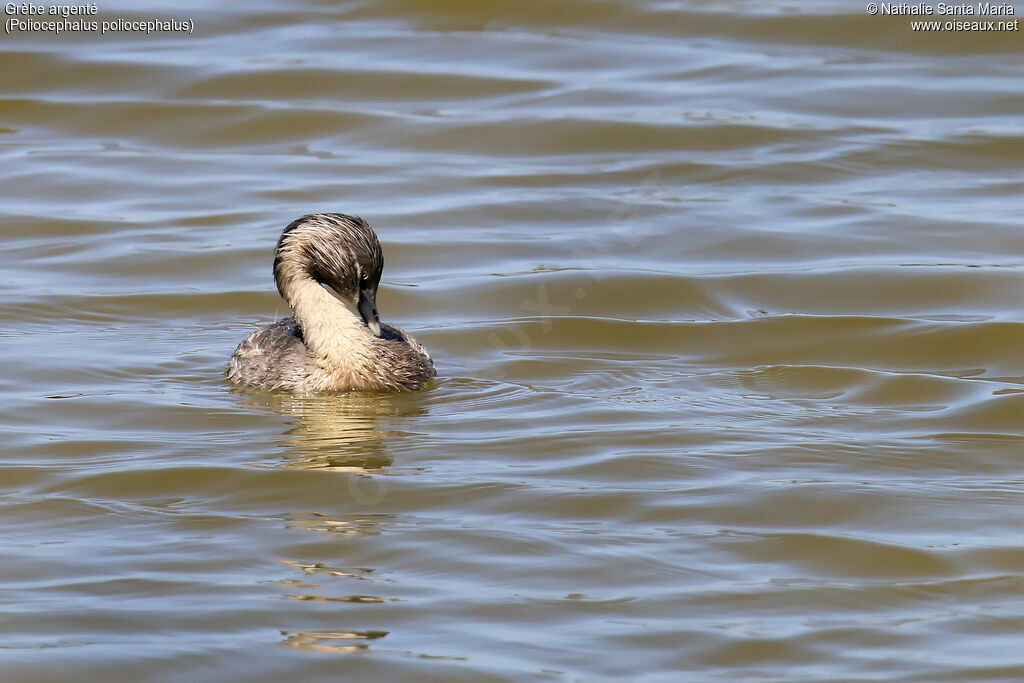 Hoary-headed Grebeadult breeding, identification, care